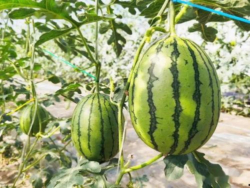 吃瓜甜的特效,揭秘美食背后的神奇魔力