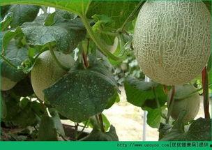 野人吃哈密瓜,一段奇妙的味蕾之旅