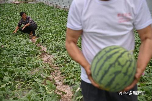 管子吃瓜,揭秘古代智慧与生活趣味