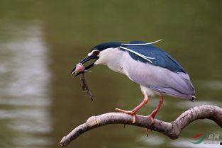 夜鹭吃瓜,揭秘湿地中的瓜果盛宴