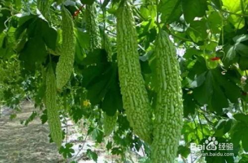 永年三妯娌吃瓜,一场家庭纷争背后的邻里热议