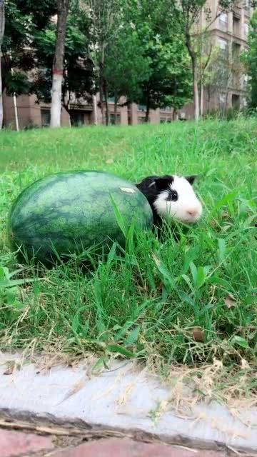 偷家吃瓜,揭秘娱乐圈背后的惊人真相