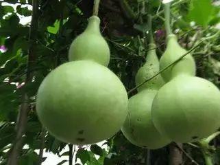 各种职业吃瓜,揭秘各行各业“吃瓜”背后的故事