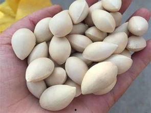 怀孕可以吃杏瓜吗,杏瓜——孕妇的甜蜜选择