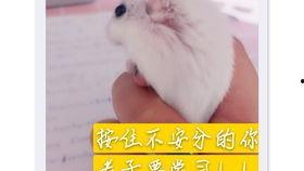 吃瓜团团鼠,揭秘娱乐圈的幕后故事