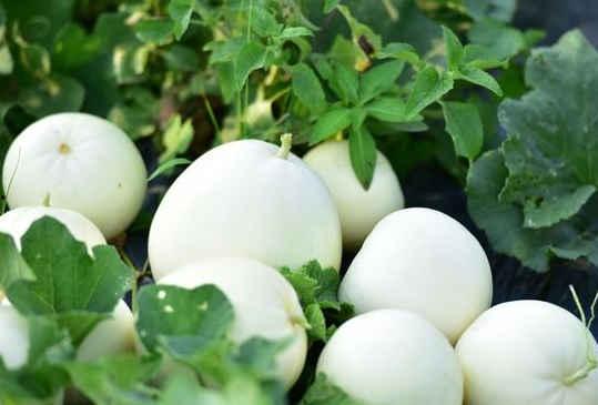 小白瓜水果怎么吃