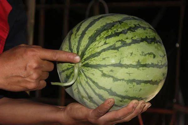 吃瓜群众挑瓜的方法,吃瓜群众挑瓜绝招大揭秘