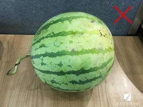 犀牛吃瓜扔掉瓜皮,瓜皮成趣