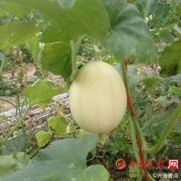 印度吃梨瓜